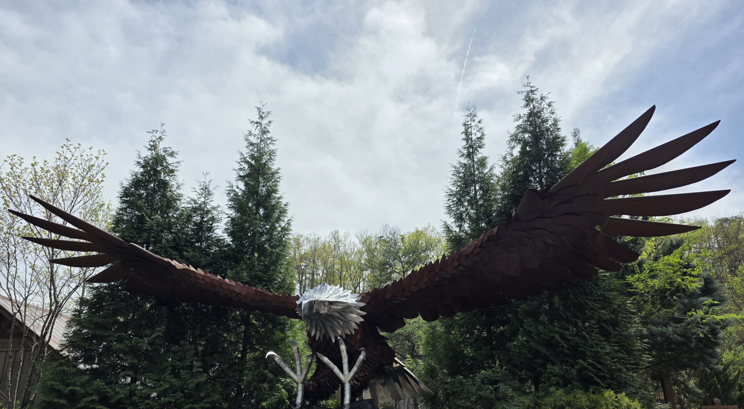 Dollywood Bald Eagle July 4th