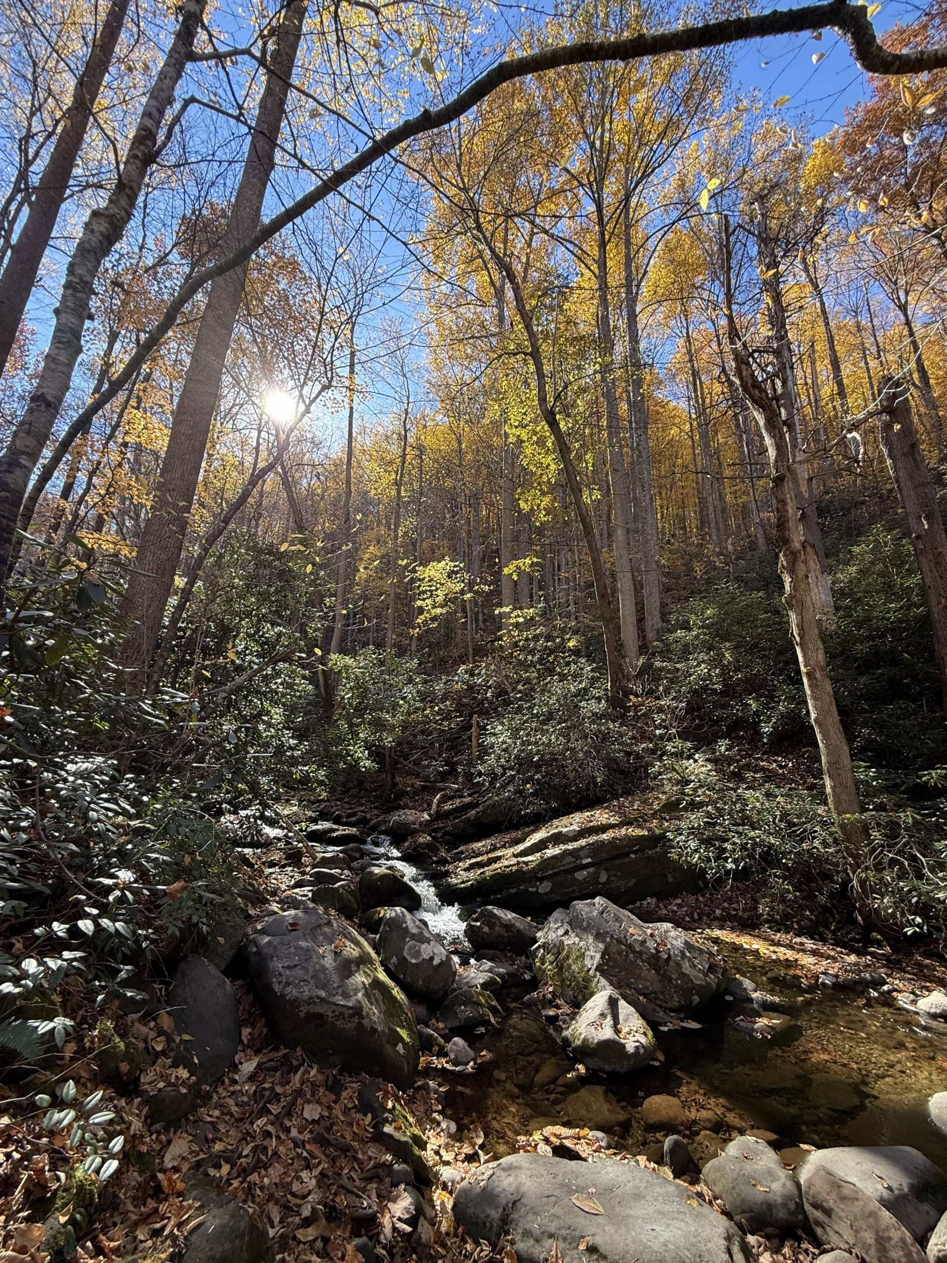 Fall Foliage and Colorful Trees in Great Smoky Mountain National Park