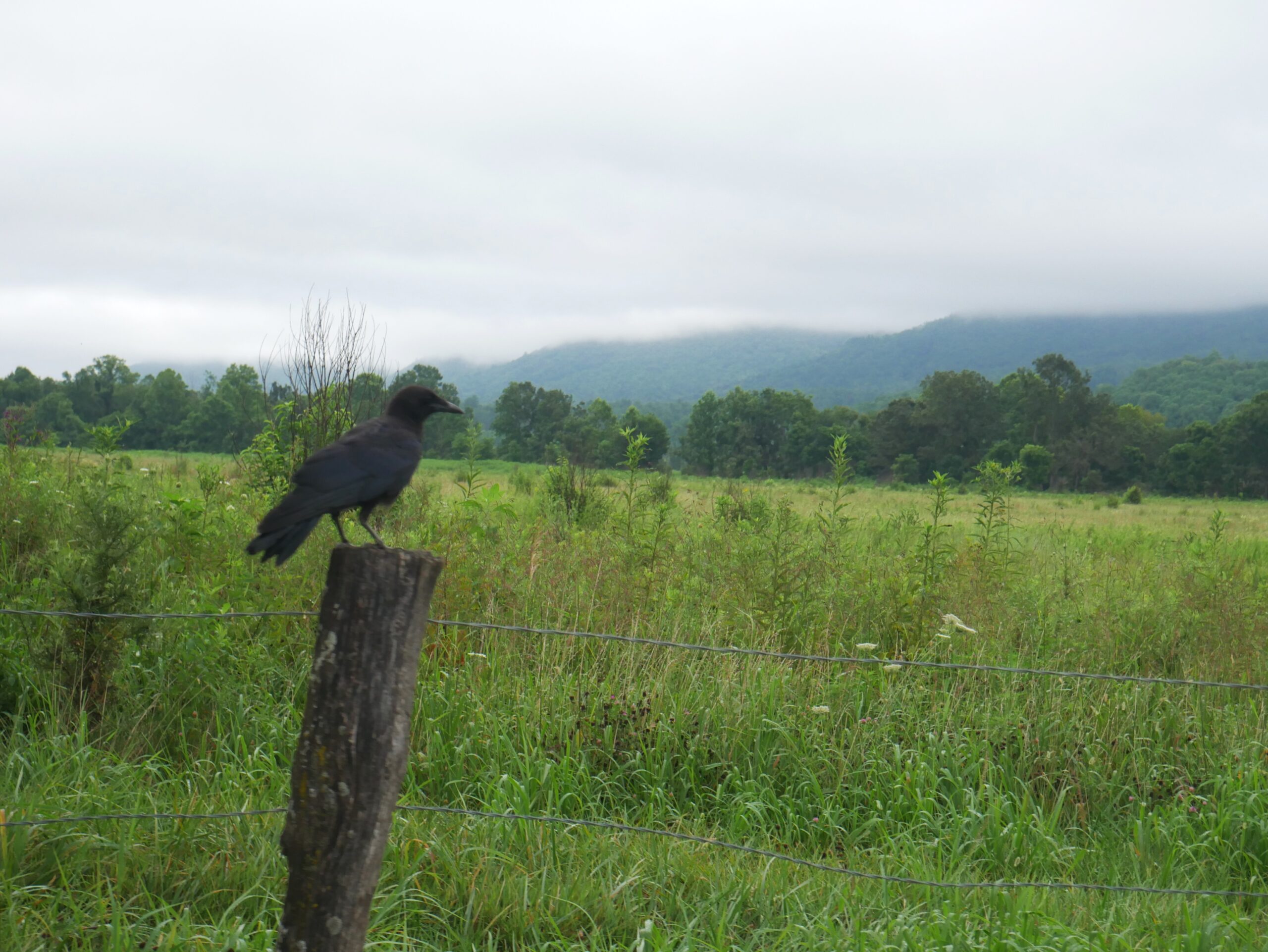 Rainy Day Black Crow in Caves Cove, Great Smoky Mountain National Park